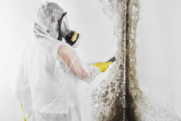 Best Mold Inspection  in Tiffin, OH