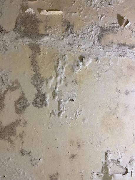 Mold Removal and Inspection in Tiffin, OH