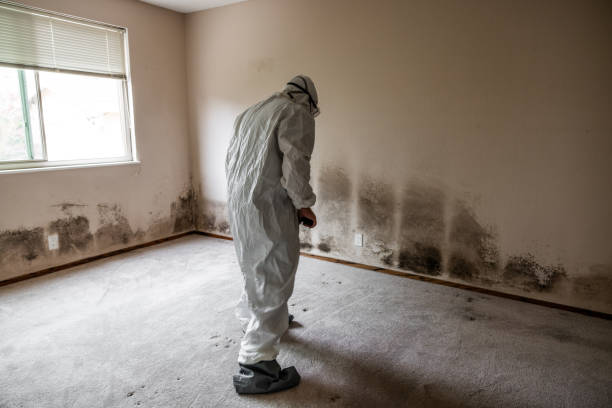 Best Professional Mold Removal  in Tiffin, OH