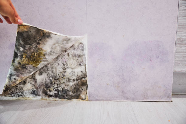 Best Residential Mold Removal  in Tiffin, OH